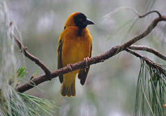 Ploceus cucullatus abyssinicus