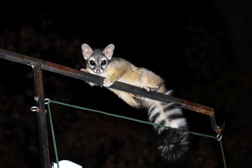 Ringtail