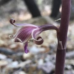 Bletia revoluta