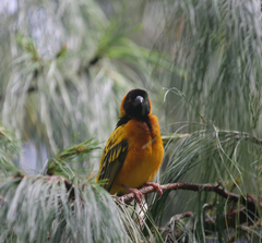 Ploceus cucullatus abyssinicus