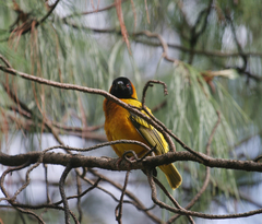 Ploceus cucullatus abyssinicus