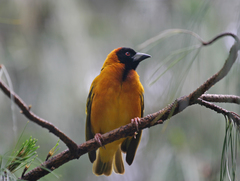 Ploceus cucullatus abyssinicus