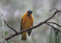 Ploceus cucullatus abyssinicus