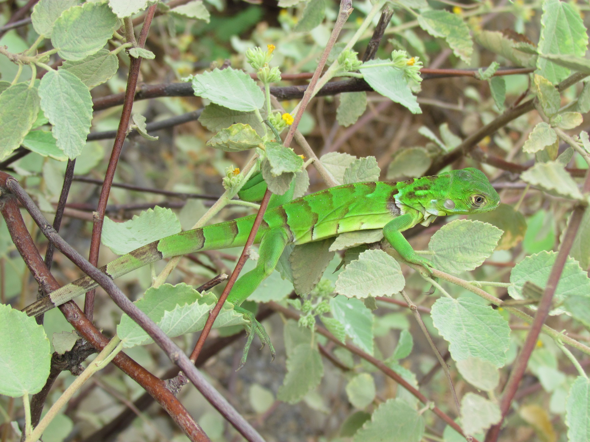 Iguana image