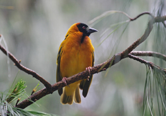 Ploceus cucullatus abyssinicus