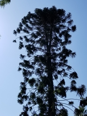 Araucariaceae