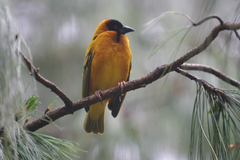 Ploceus cucullatus abyssinicus