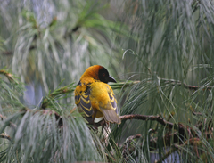 Ploceus cucullatus abyssinicus