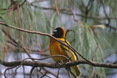 Ploceus cucullatus abyssinicus