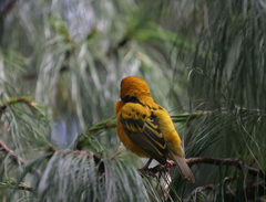 Ploceus cucullatus abyssinicus