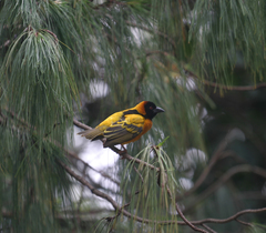 Ploceus cucullatus abyssinicus