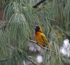 Ploceus cucullatus abyssinicus