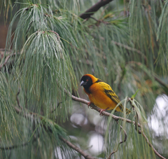 Ploceus cucullatus abyssinicus