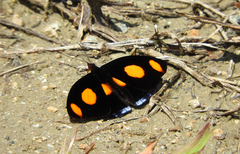 Catonephele numilia esite