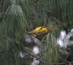 Ploceus cucullatus abyssinicus