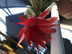 Disocactus ackermannii