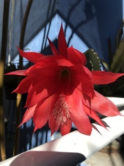 Disocactus ackermannii