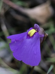 Utricularia barkeri