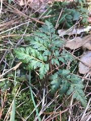 Sceptridium rugulosum