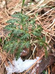 Sceptridium dissectum dissectum