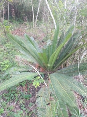 Dioon edule