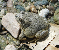 Anaxyrus microscaphus