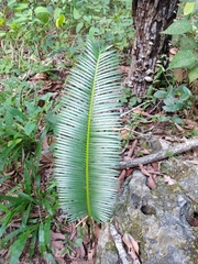 Dioon edule