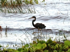 Egretta tricolor