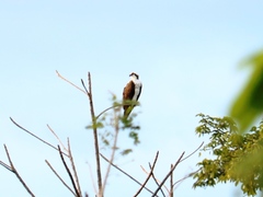 Pandion haliaetus