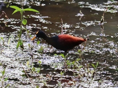 Jacana spinosa
