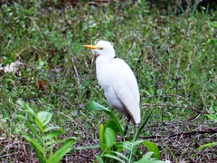 Bubulcus ibis