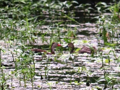 Dendrocygna autumnalis