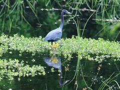 Egretta caerulea
