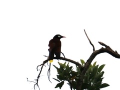 Psarocolius montezuma