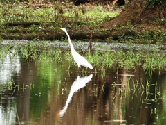 Ardea alba