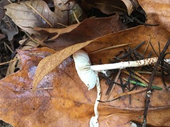 Lepiota castanea