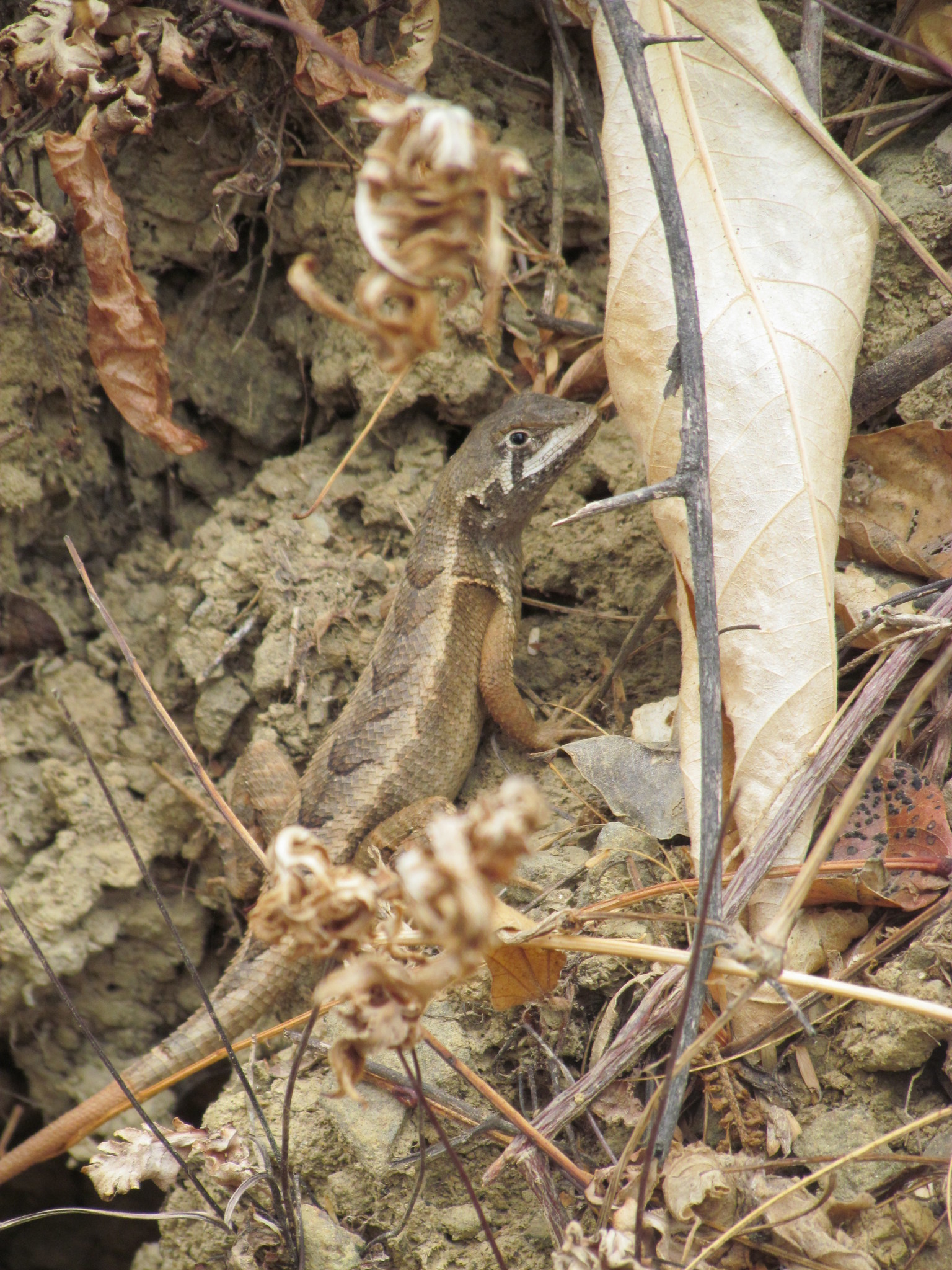Stenocercus puyango image