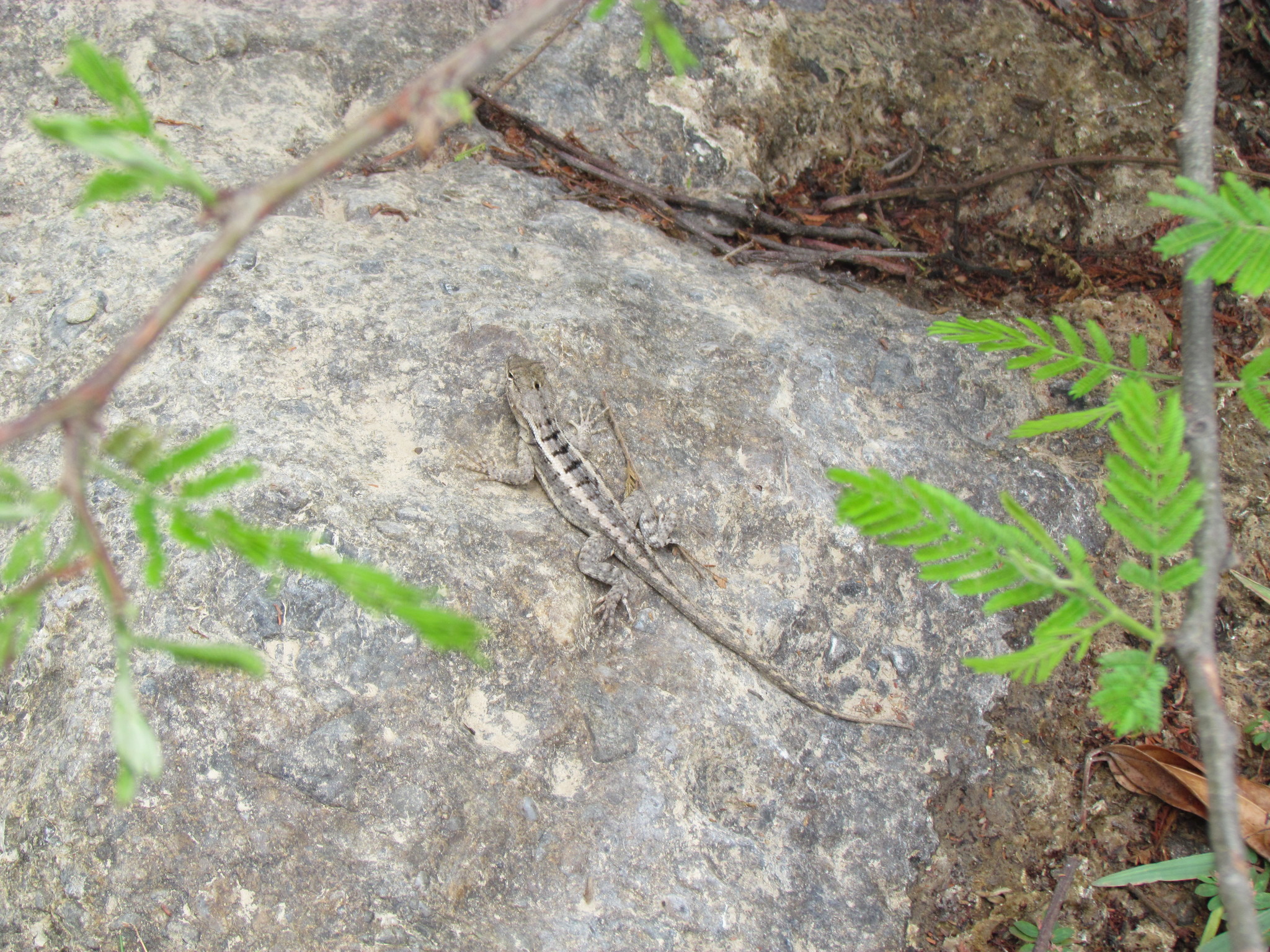 Microlophus image