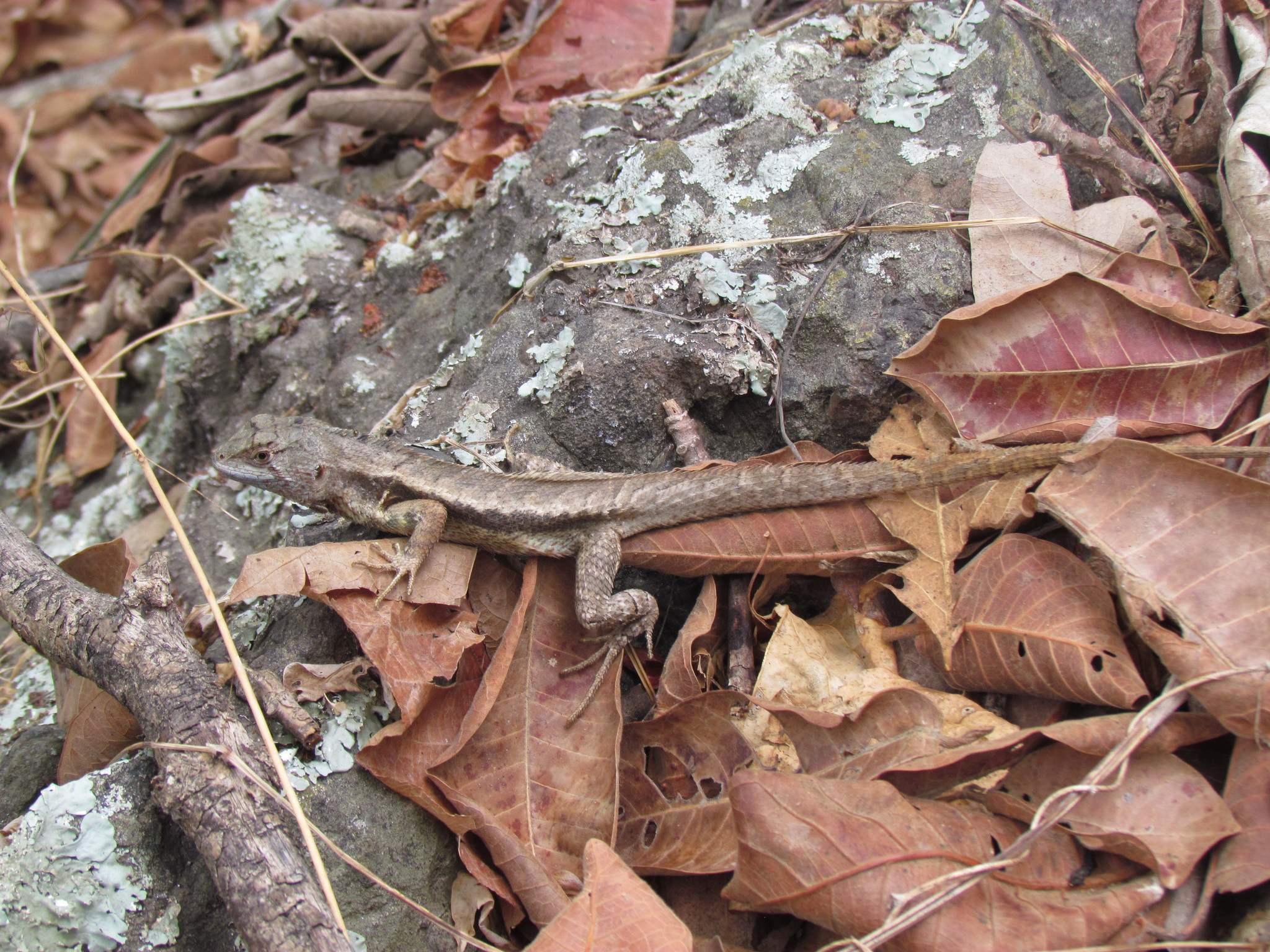 Tropiduridae image