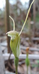 Pterostylis pyramidalis