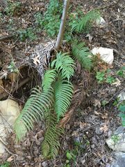 Pelazoneuron puberulum sonorense