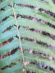 Pelazoneuron puberulum sonorense