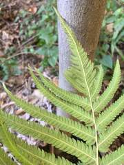 Pelazoneuron puberulum sonorense