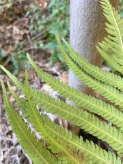 Pelazoneuron puberulum sonorense