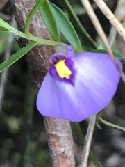Utricularia barkeri
