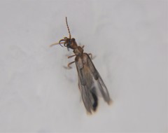 Telegeusidae