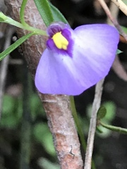 Utricularia barkeri