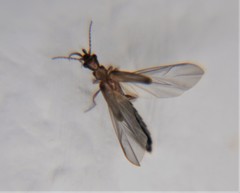 Telegeusidae