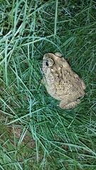 Duttaphrynus melanostictus