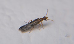 Telegeusidae